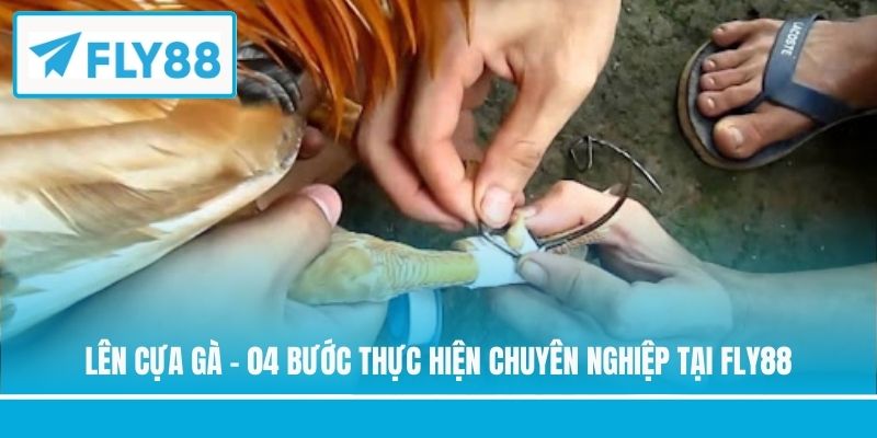 Lên cựa gà